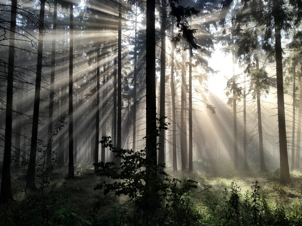 Lichtdurchfluteter Wald