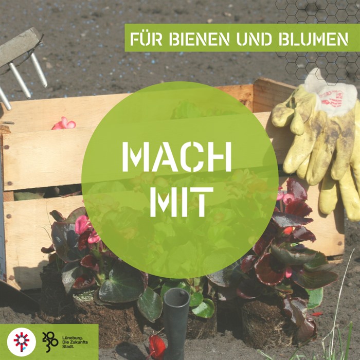 Kiste mit Pflanzen und Gartenhandschuhen.